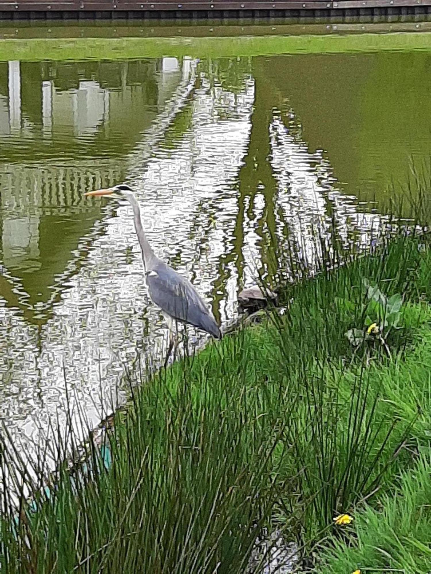 Stijlvol Aan De Visvijver Gramsbergen Kültér fotó